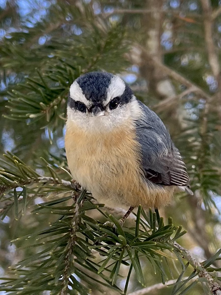 Mrs nuthatch giving me that look like “Quit messing around with your phone &amp; give me my peanuts, it’s cold out!!” 🤣🧡