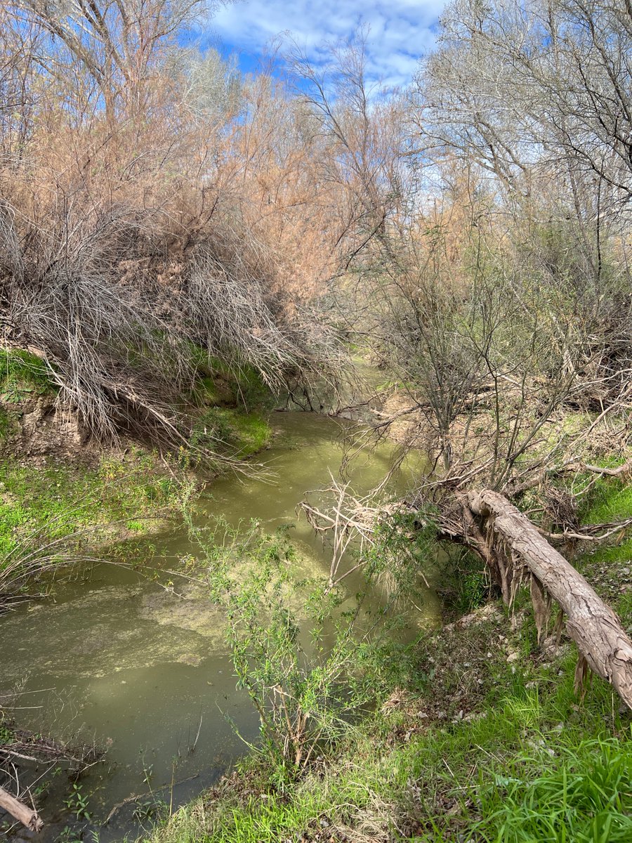 CrytzerFry's tweet image. Spent time on the San Pedro yesterday. 1) Upper area shows man-made #Beaver Dam Analog (BDA) &amp;amp; at bottom, the addition an actual BEAVER contributed!  2) Fresh chew evidence 3) Man+beaver = working: look at all that water that is STAYING in the channel &amp;amp; contributing to wetlands.