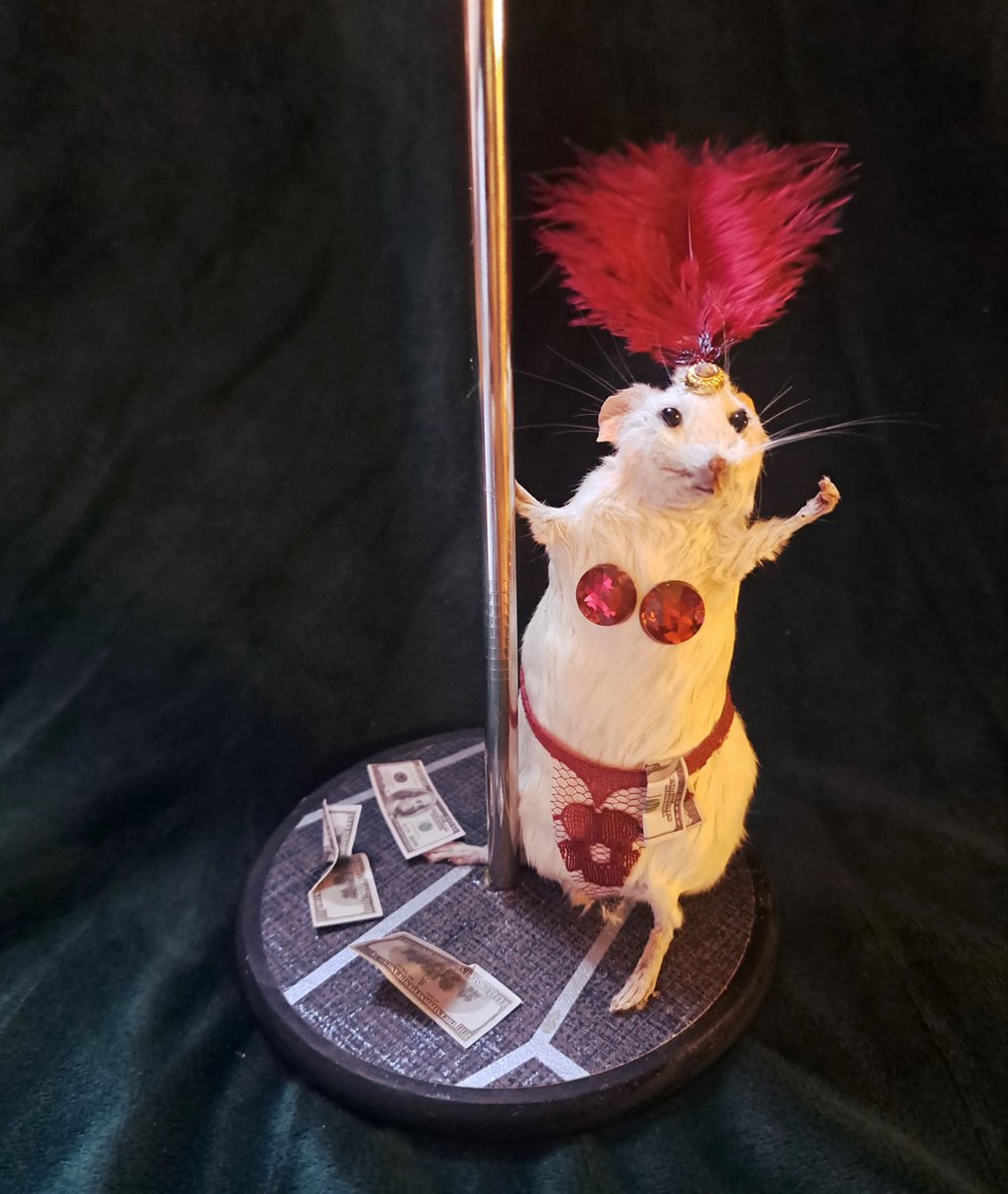 pocket mouse tweet media