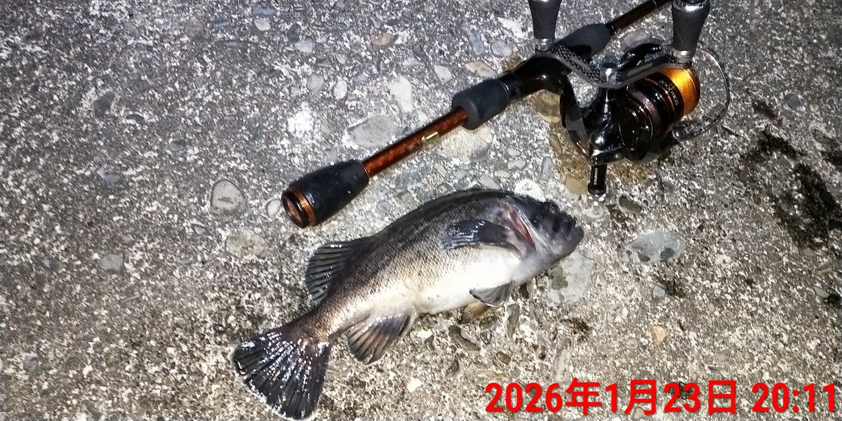 Angler-Y with 釣り垢猫部 tweet media