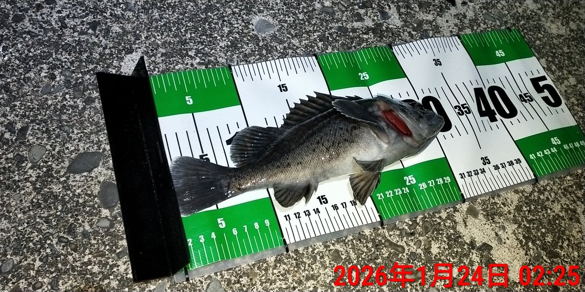 Angler-Y with 釣り垢猫部 tweet media