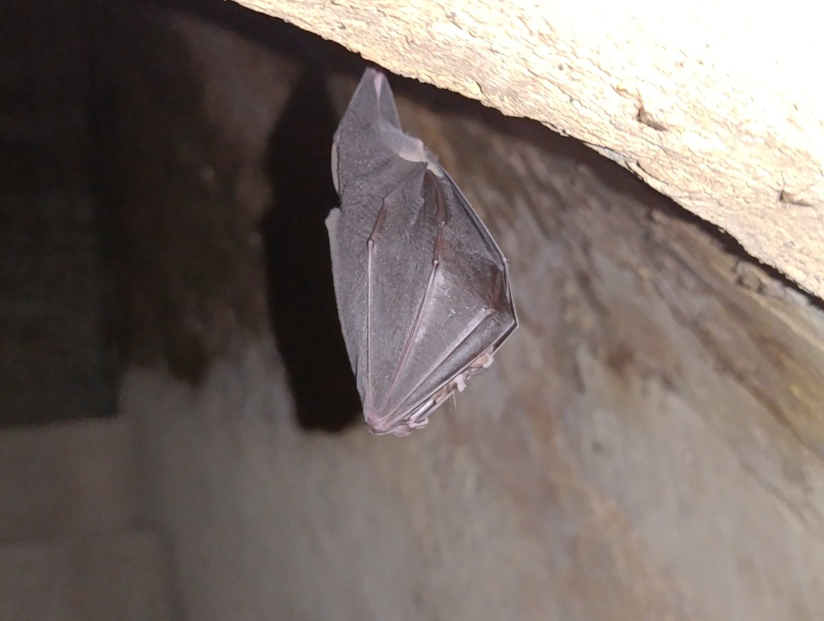 Batman colgaba en #LaOficinaDeHoy