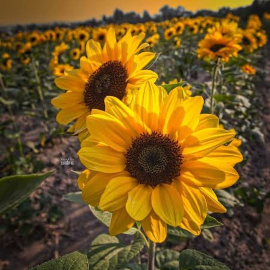 Lisbeth_Casti4's tweet photo. #FelizViernesParaTodos 🙌✨🌻 https://t.co/EMSWOhH5Uw