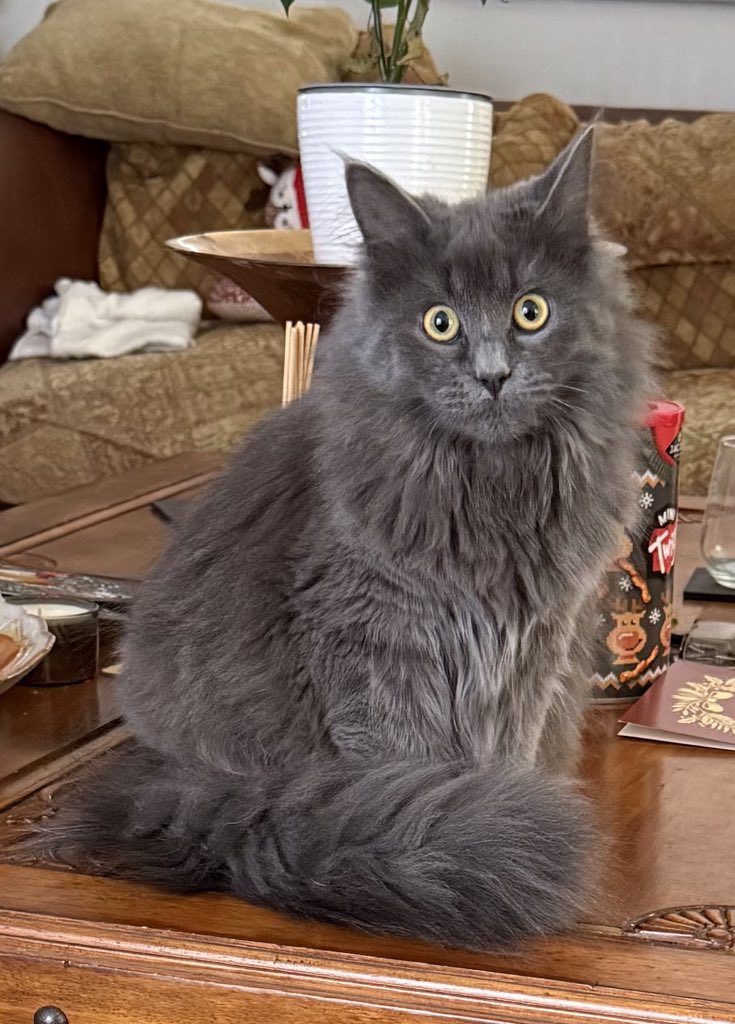 _Meliora_60's tweet image. Clean bill of health for Mad Frankie Fraser who now weights 4.12kg at 8 months and 1 week. He squeaked all the way there, went completely flat on the examination table and was mightily pleased to be home 🤣 #CatsOfX #KittenOfX #CatOfTheDay
