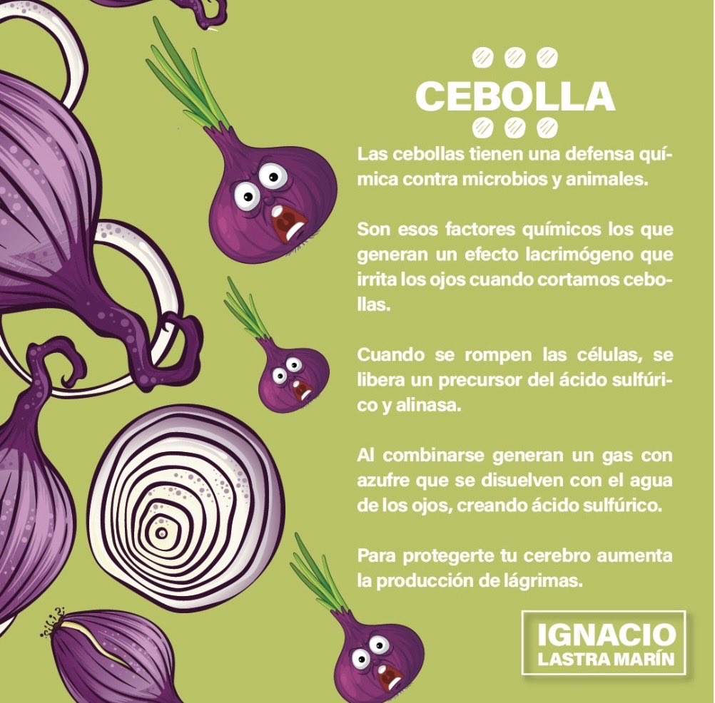 #Familia 🍃

🧅 Ya no lloren al cortar la #Cebolla, mejor laven la cebolla o congélenla 10 minutos antes de cortarla 🧅

#NachoLastra 🌱