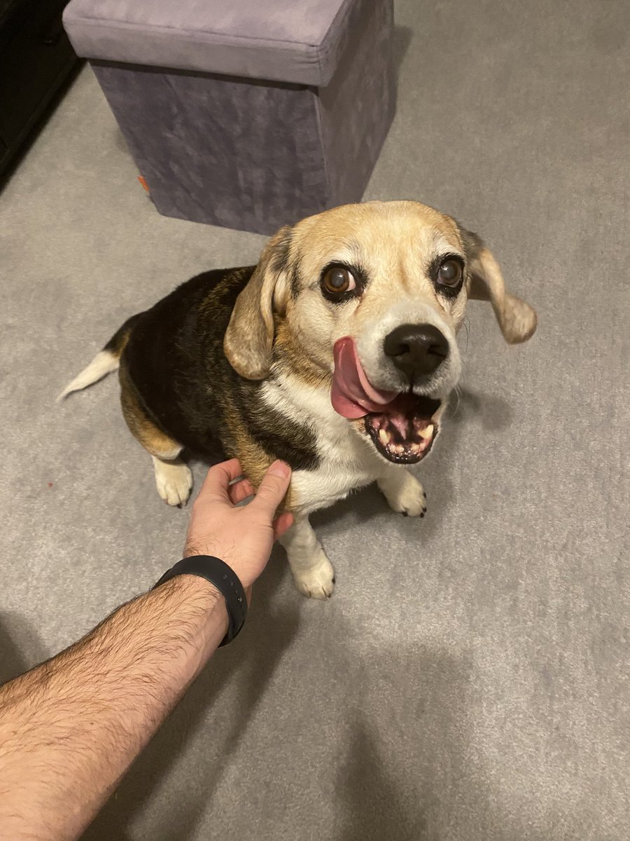 He’s here and ready for the first treat! 😊🤣🐶