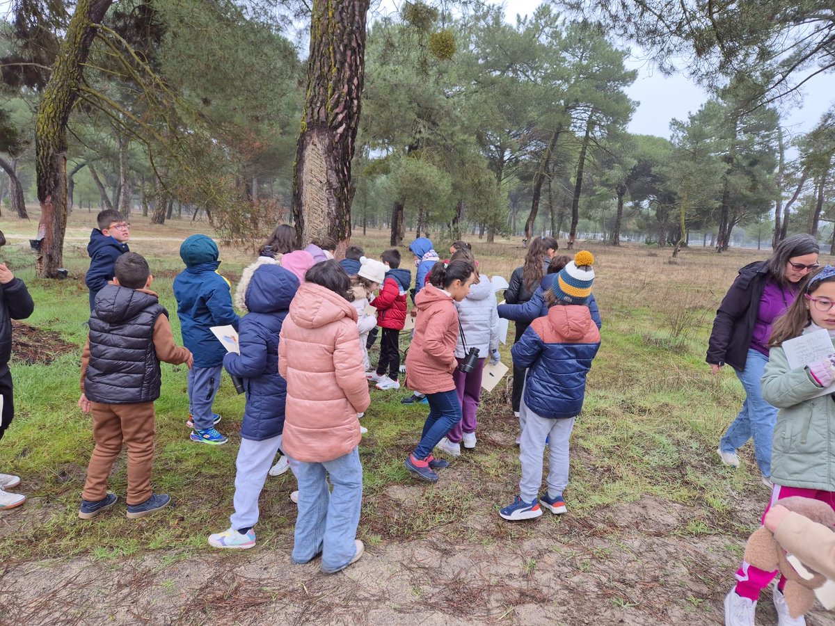 CEIPVdeSacedon's tweet image. Continuamos con el taller de @Fundcajaburgos para seguir conociendo la flora y fauna de nuestro entorno: conejos y libres🐇, pino piñonero, negral y el muérdago.
¡Pasamos un ratito maravilloso en plena naturaleza!🌲

#Medioambiente #Conexiones #Naturaleza