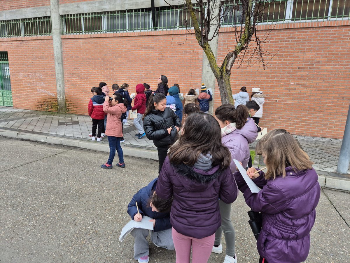 CEIPVdeSacedon's tweet image. Continuamos con el taller de @Fundcajaburgos para seguir conociendo la flora y fauna de nuestro entorno: conejos y libres🐇, pino piñonero, negral y el muérdago.
¡Pasamos un ratito maravilloso en plena naturaleza!🌲

#Medioambiente #Conexiones #Naturaleza