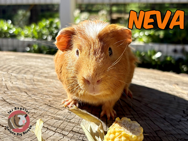 Meet our pig of the day Neva! Neva is one of the boys from the #LA400 that we were thankfully able to pull from the West Valley shelter a few weeks ago. He is a youngster, around a year old, and while he is still a little skittish, he will tame up fast for his new family.
*Note*