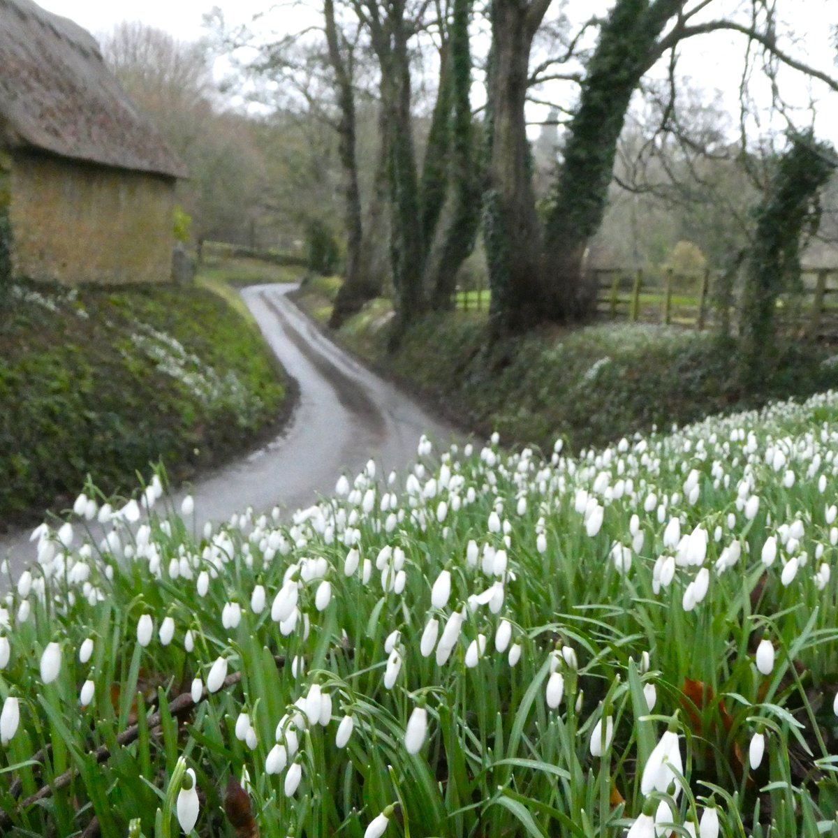 The glistening beauty of snowdrops🤍💚🤍
One story goes that they were given to Adam and Eve by the angel - after the banishment from Eden - as a promise of brighter days ahead🤍
#SnowdropSaturday #folklore