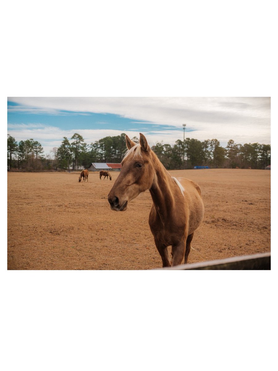 iamotzi's tweet photo. Love photographing horses lately — any horse people here? Been considering getting an own horse. 🐎 

Classic Chrome // @fujifilmx_us X-Pro 3

#equineportrait #horsephotography #pastoralmood #ruralframes #quietaesthetic https://t.co/xRvkRYPK92