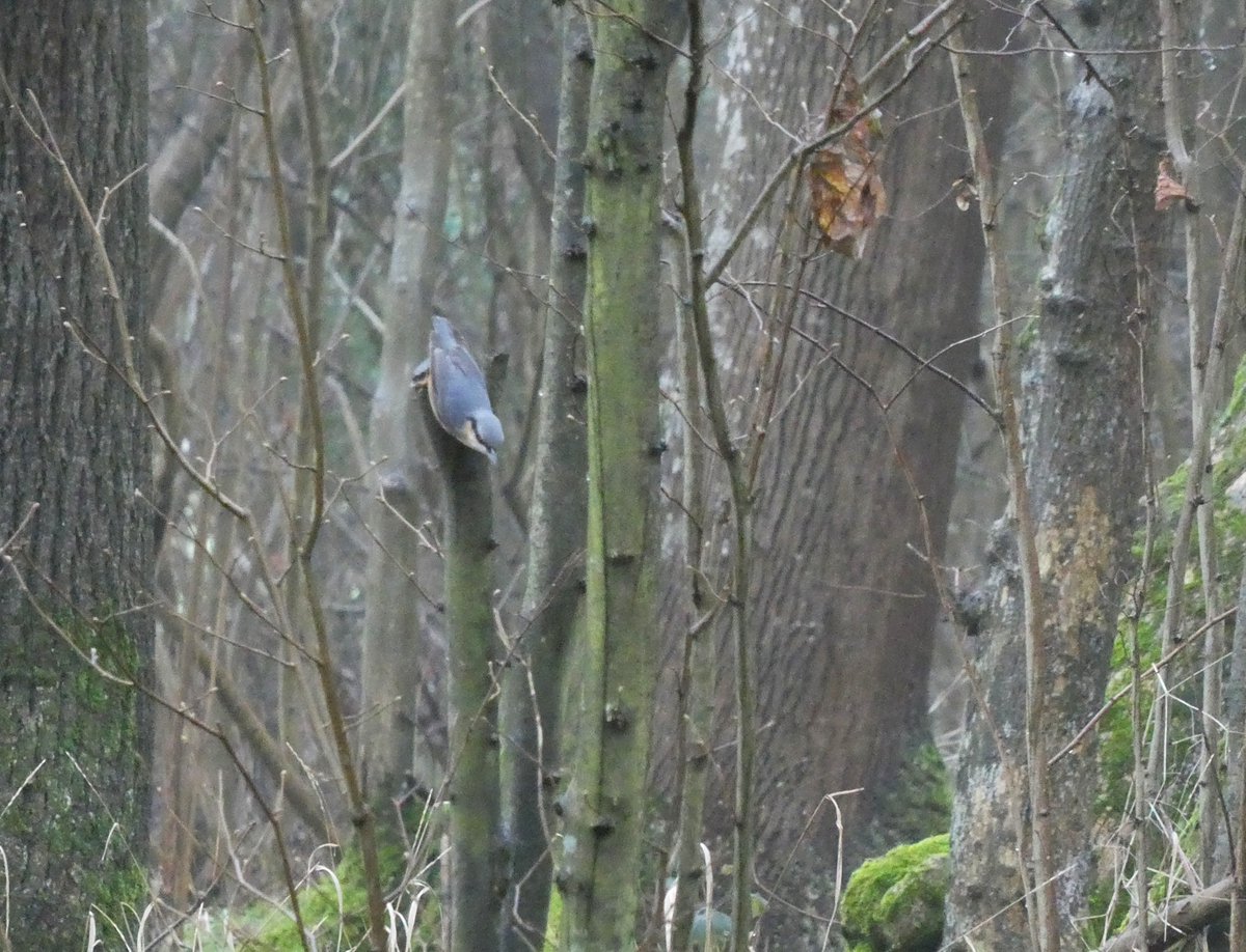 beatricegroves1's tweet image. Joy klaxon - my first ever shots of one of my favourite birds: the nuthatch!🩵🩷🖤
I was taught their name by my grandmother, watching them run down her apple trees🌳
They have the best colouring - soft blue &amp;amp; blush with the dashing black domino mask of a thief🩵🖤🩷
#blueMonday