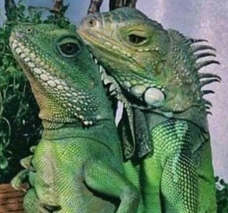 acervoloquinha's tweet image. 