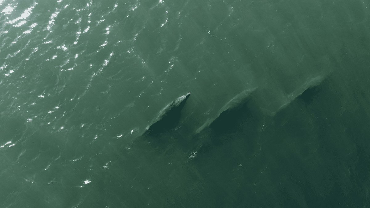 PatAmb's tweet image. Océanos en alerta: Río Negro refuerza la conservación marina para proteger ecosistemas vitales y biodiversidad única.
patagoniambiental.com.ar/info/rio-negro…