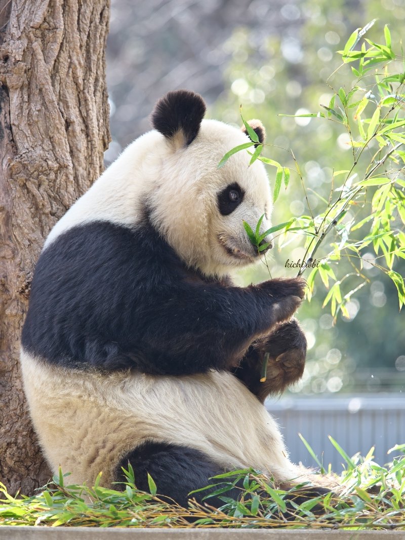 柔らかい冬の日差しの下
厳しい目で竹を選ぶお嬢様
キラキラしていて
綺麗だったな

今日も寒いですが
お仕事の方もお休みの方も
笑顔でいい1日を
#タンタン　#旦旦　#たんたん　#神戸市立王子動物園　#王子動物園　#tantan　　#大好きタンタン　#ありがとうタンタン　#ジャイアントパンダ #パンダ