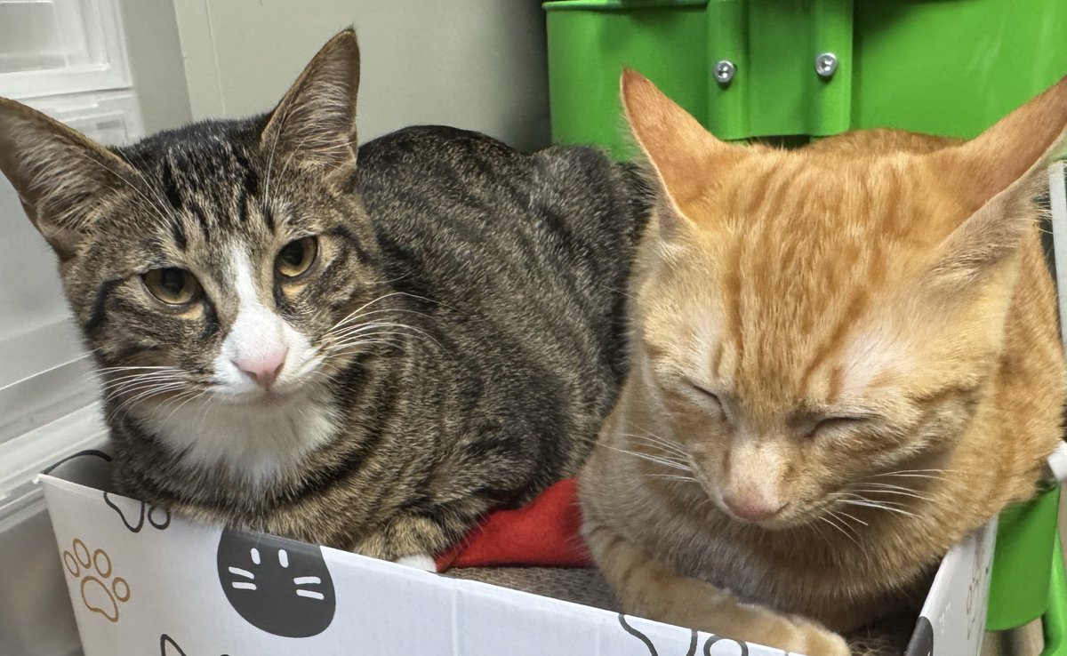 lvdwvozzZGAbaas's tweet image. 우리집 고양이 자랑타래