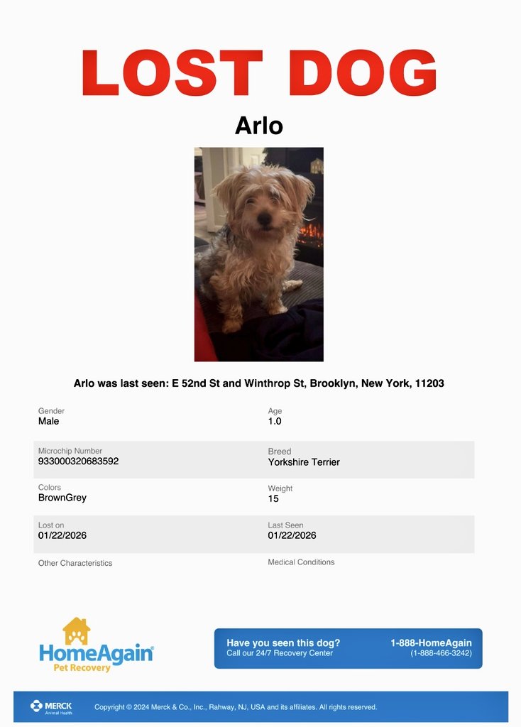 📢🇺🇸🗽🆘️🚨⏳️🐶😿💔 Please RT to find Arlo #NYC #missingdog #lostdog #Brooklyn #dogsoftwitter #DogsOfX <a href="/HAPetRescuer/">HomeAgain PetRescuer</a>
