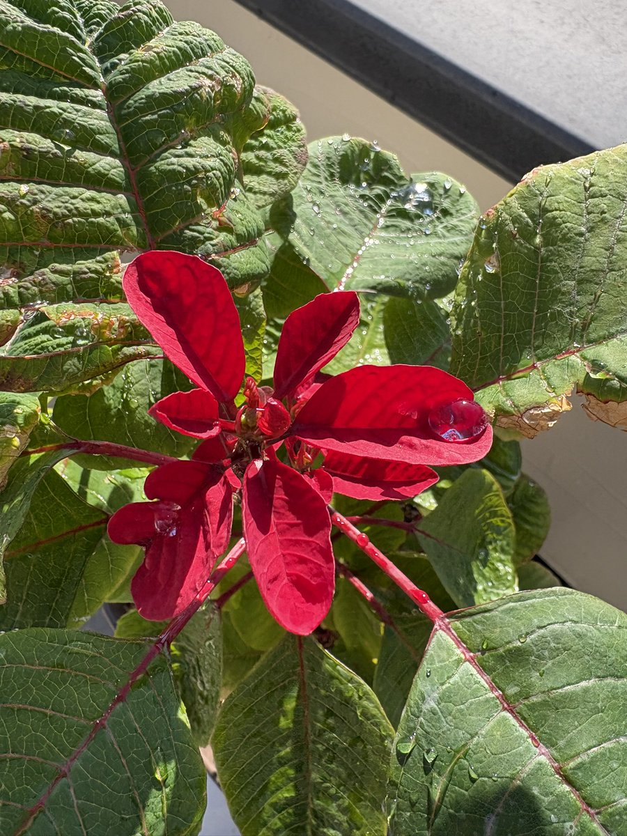 Nature Plants_hana_ Community on X - 554 Members