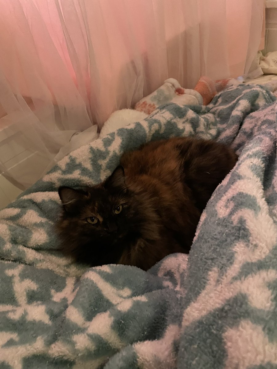 i love when she turns the blankets into a lil nest