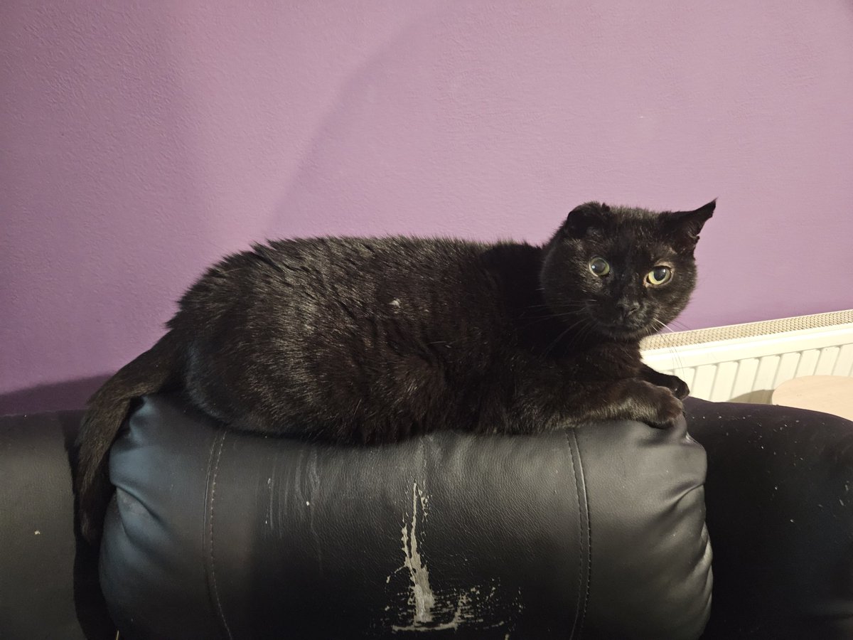 Angel Annie. tweet media