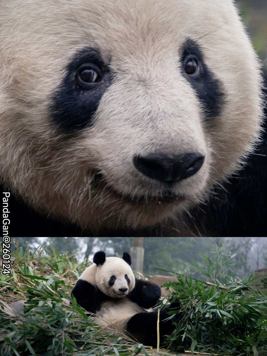 昨日香香のこの表情、
なんだか神秘的じゃない？😉
📷20260124PandaFan@雅安Bifengxia