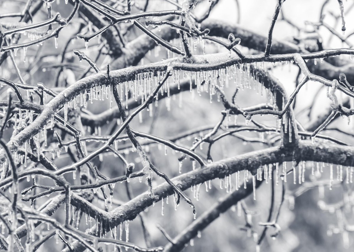 🥶 ICE ACCUMULATION ALERT 🥶

Ice is a concern on trees. The extra weight can cause limbs to snap without warning.

👉 Avoid parking or standing under trees
👉 Use caution while walking outdoors
👉 Keep pets and kids clear of wooded areas
👉 Report  big downed branches