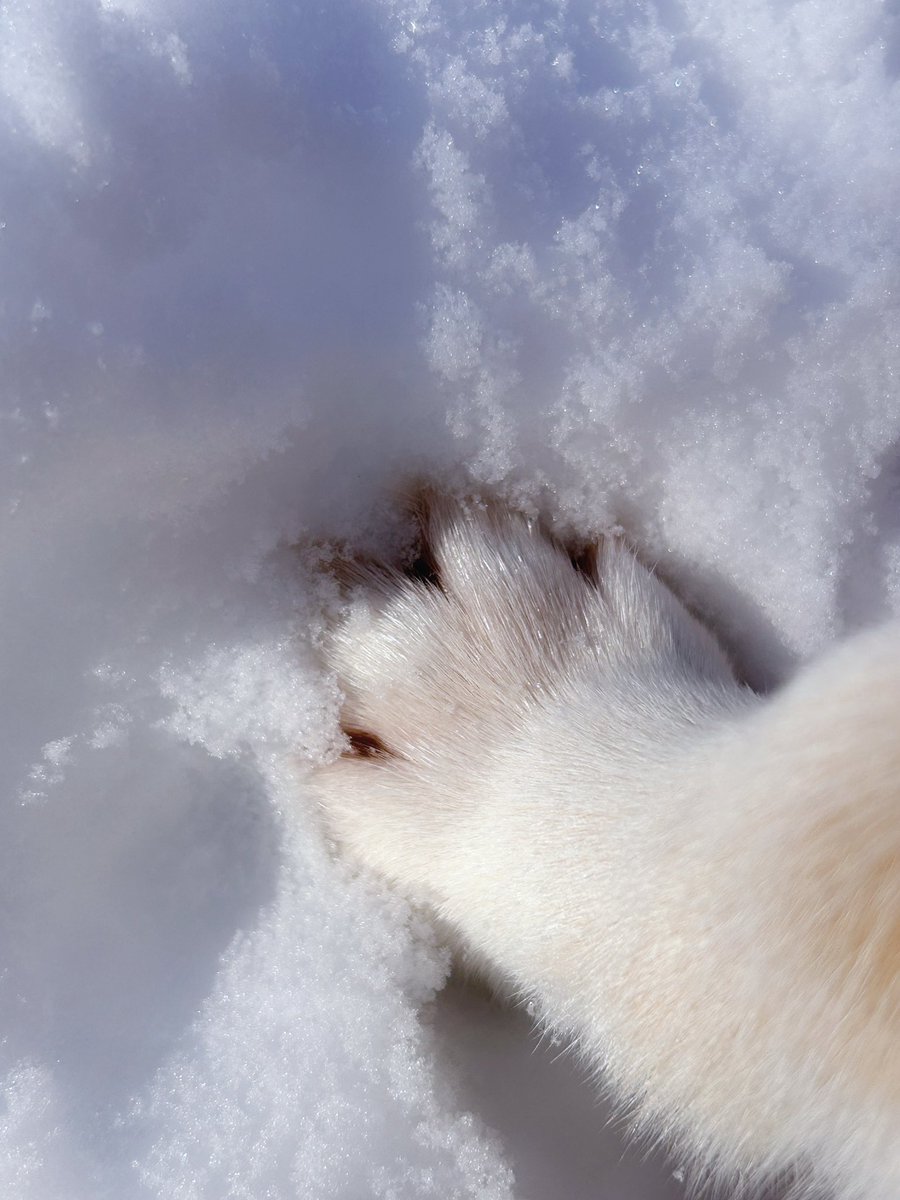 これは滑らないように一生懸命踏ん張っている柴犬の可愛いおてて