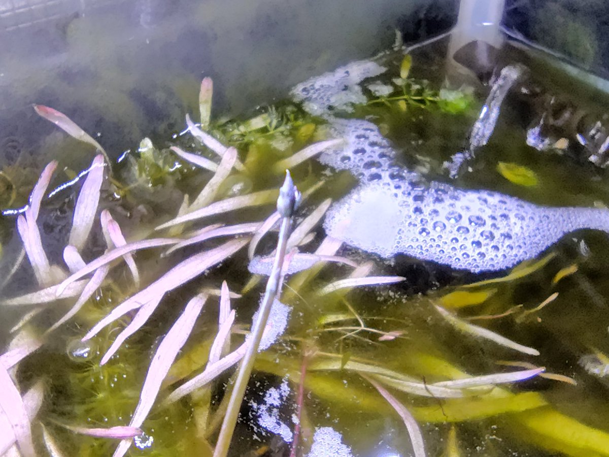 鍵の君 (@kaginokimi0077) / Posts and Replies / X