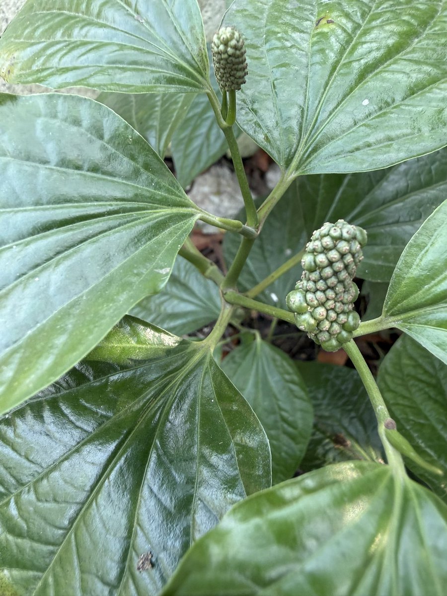 พี่ใบพลูวววววววววว