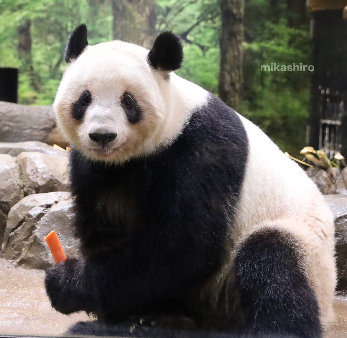 ラスト観覧🐼🧡
「レイはこれからもしっかりと食べましゅよ🥕🎋」
えらいね👏レイちゃん🧡あなたのしあわせをずっと祈っているよ✨
2026.1.23

#レイレイ #蕾蕾  #上野動物園 
#上野生まれ上野育ち
#ありがとうレイレイ