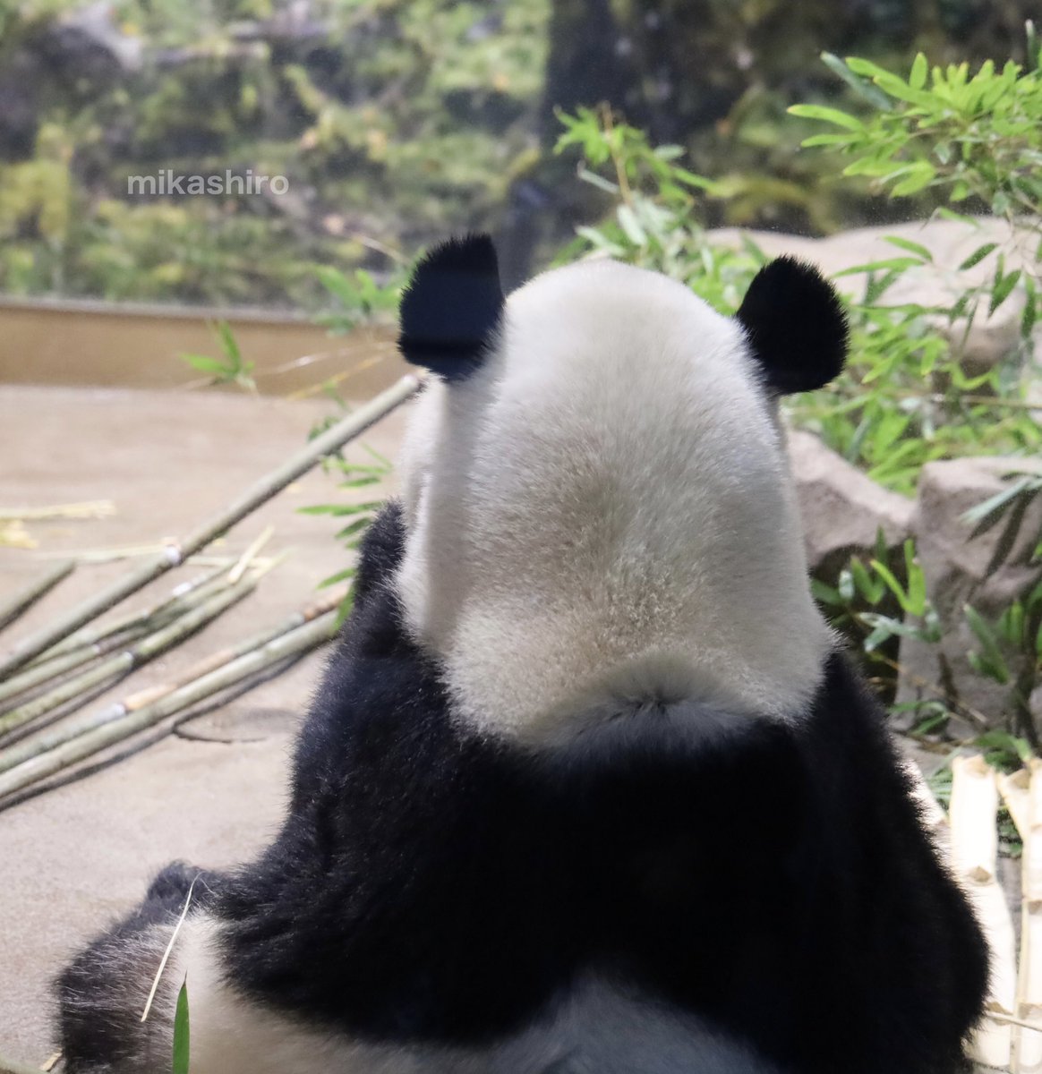 ラスト観覧🐼💚
お背中を撫で撫でさせてもらいました（心の中で☺️）
シャオ君ありがとう❣️あなたのしあわせをずっと祈っているよ✨
2026.1.23

#シャオシャオ #暁暁  #上野動物園 
#上野生まれ上野育ち 
#ありがとうシャオシャオ