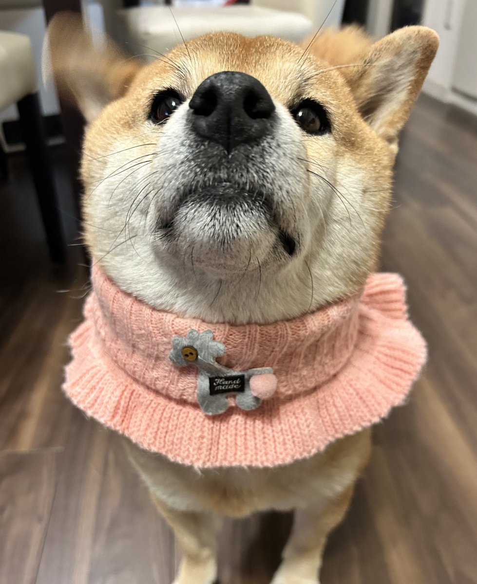 ネックウォーム／お客様　特別注文品　／GAKE 日本製❣️ ネックウォーマーを購入及び装着🐕