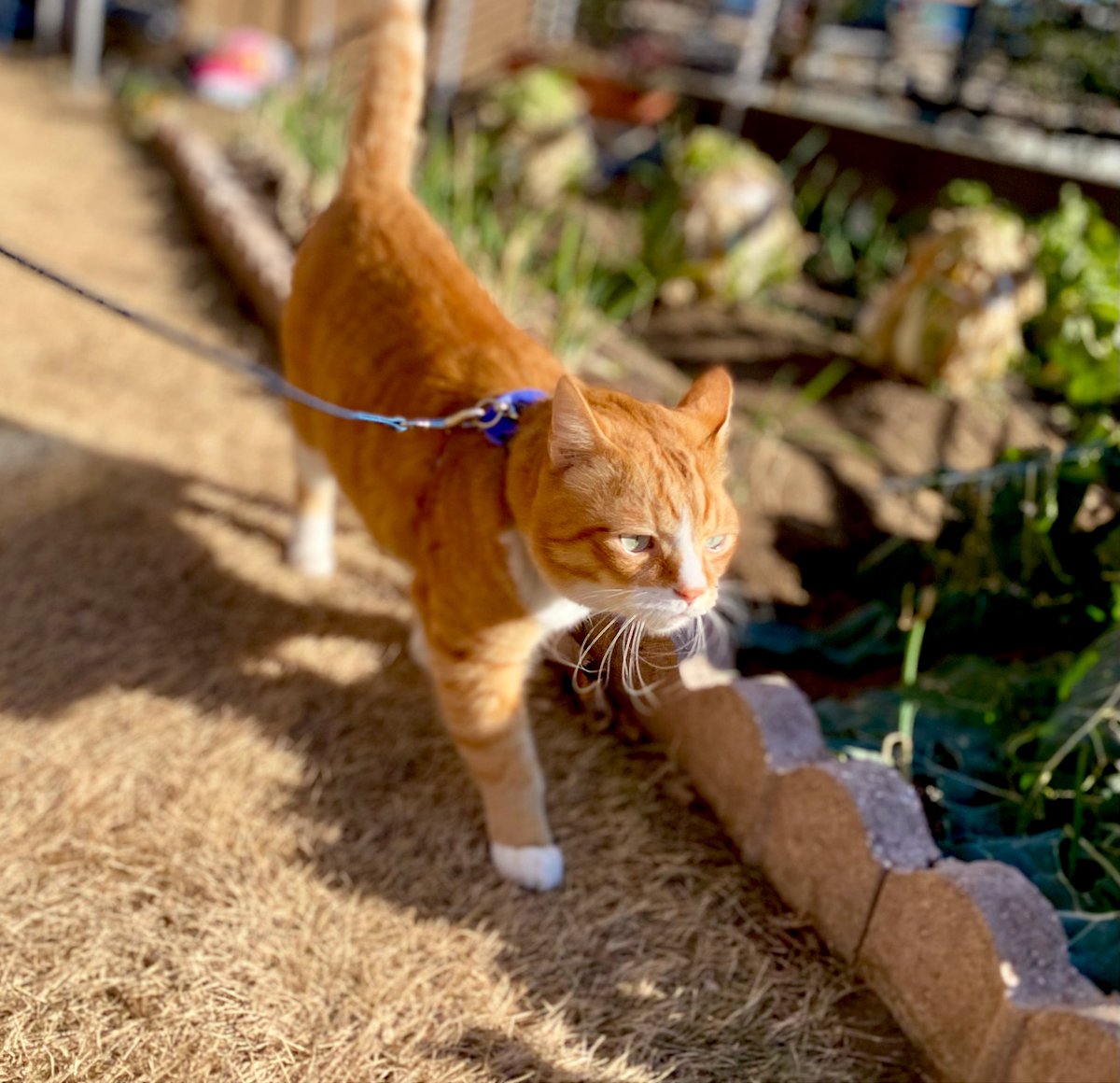 おはようございます☀ 土曜日の庭散歩🐾 出張からパパが帰って ハチ