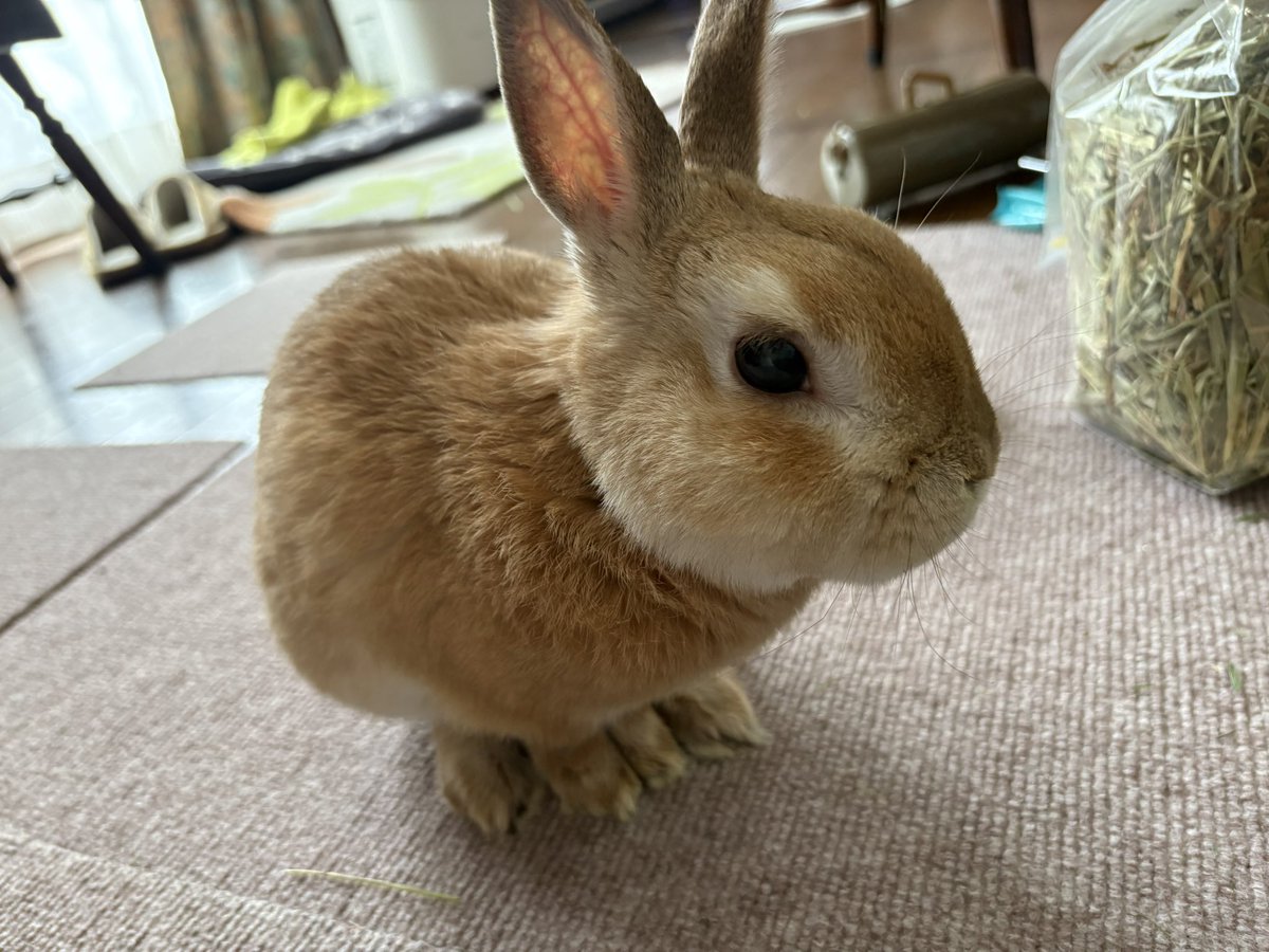 tonsan211's tweet image. 朝から☃️
今週末は冷えるからお家でゆっくりしようね