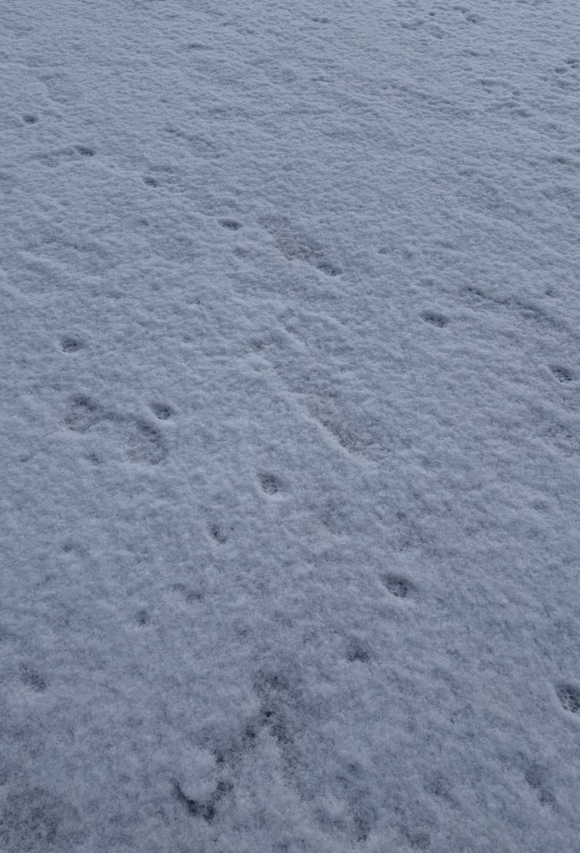 챔필에 발자국🐾 너 무 귀여워