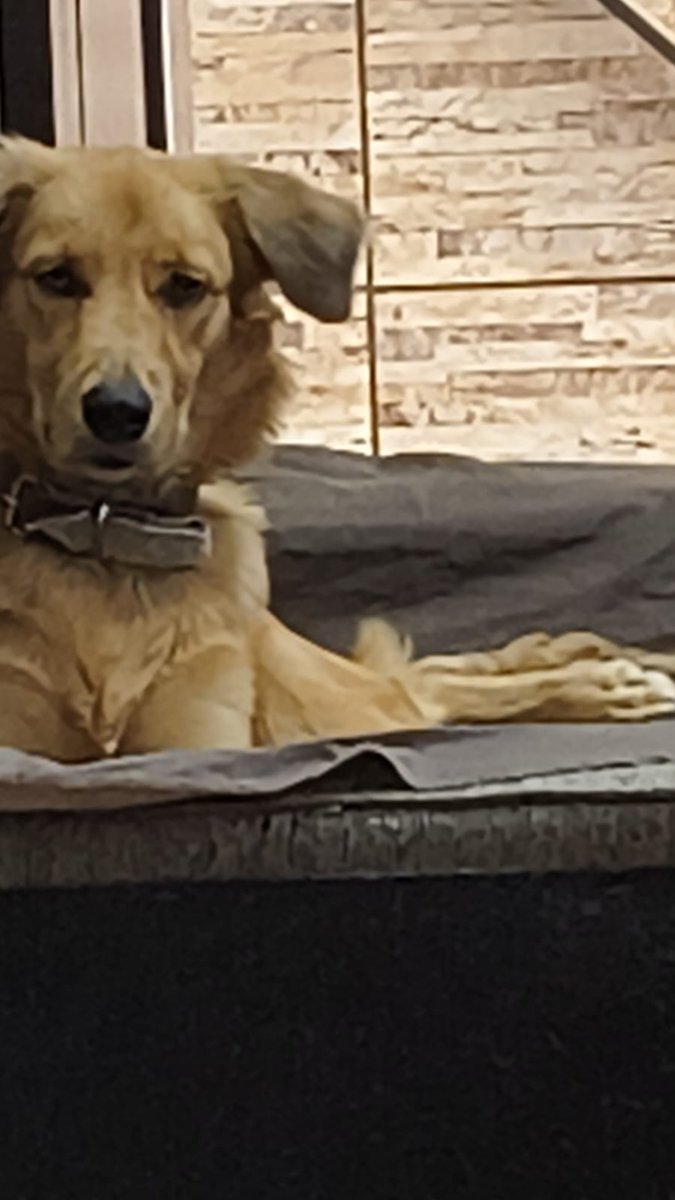 FlaviaCoach's tweet photo. @itimaliasof Esse bebezão de 7 meses não é meu, mas está procurando uma família para chamar de sua. 
Seu nome é Marley!
Ama pessoas de todas as idades: crianças, jovens, adultos e idosos.
Ama cães e gatos! 
Só quer saber de brincar de correr e dar lambeijos. Está no Rio de Janeiro https://t.co/6x2WSRBrRf