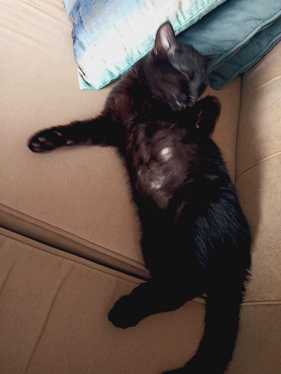 apotoglu's tweet image. Dünyanın en kara kedisi ENGARA huzurlarınızda. Eskişehir'in don yapan ayazında donsuz site bahçesine atılmış 1 aylık bir yavru idi 2 gün ağladı zor yakaladık şimdi de evden gitmiyor. Donsuz olduğu için ishal olmuştu tedavisi tamamlandı kum eğitimi var.

YUVA ARIYORUZ ESKİŞEHİR.