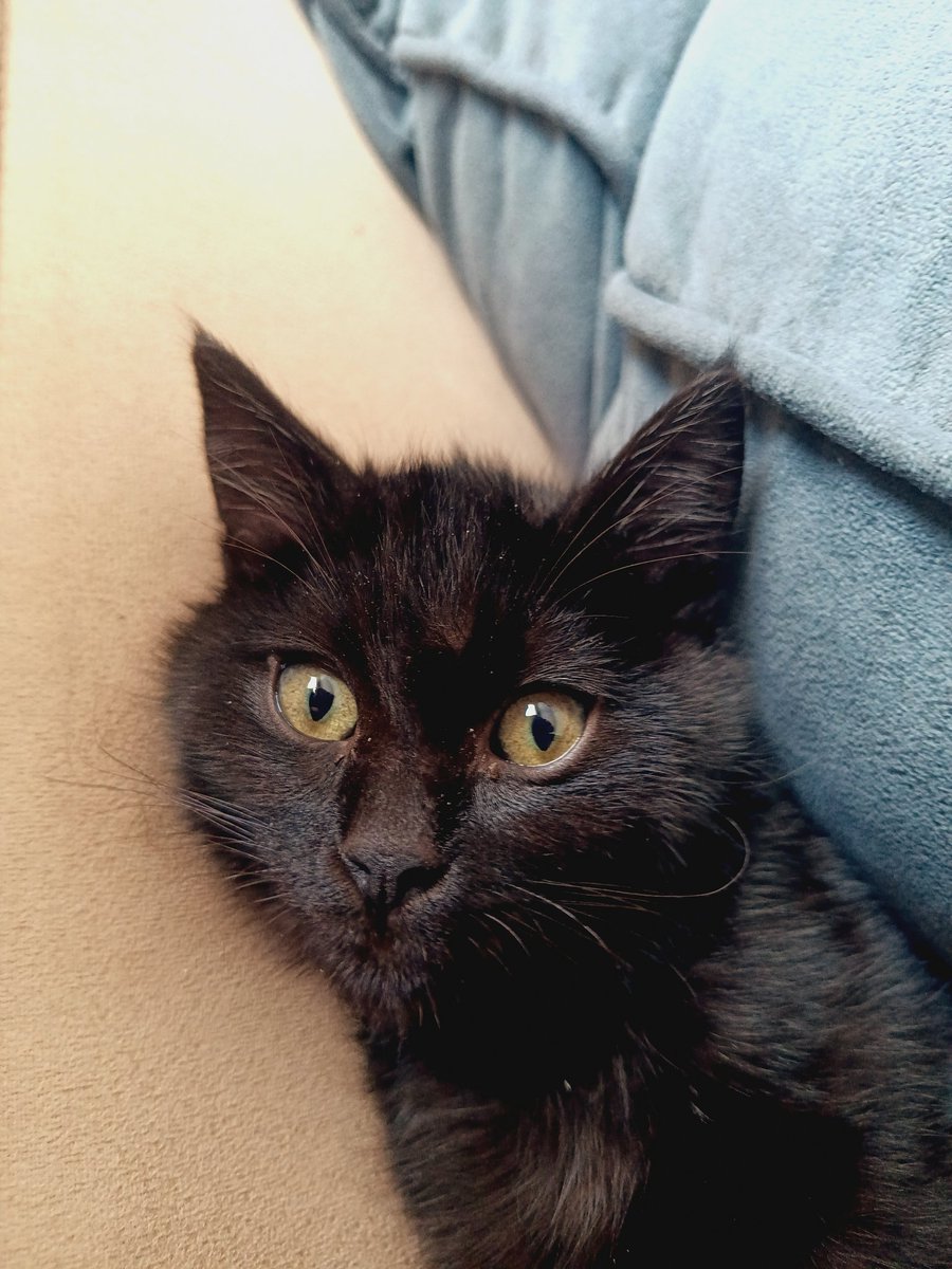 apotoglu's tweet image. Dünyanın en kara kedisi ENGARA huzurlarınızda. Eskişehir'in don yapan ayazında donsuz site bahçesine atılmış 1 aylık bir yavru idi 2 gün ağladı zor yakaladık şimdi de evden gitmiyor. Donsuz olduğu için ishal olmuştu tedavisi tamamlandı kum eğitimi var.

YUVA ARIYORUZ ESKİŞEHİR.