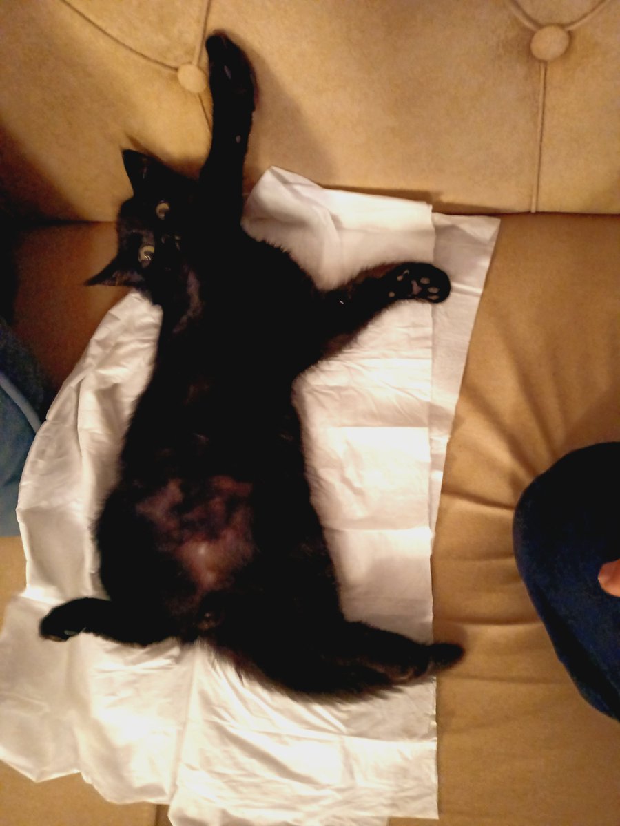 apotoglu's tweet image. Dünyanın en kara kedisi ENGARA huzurlarınızda. Eskişehir'in don yapan ayazında donsuz site bahçesine atılmış 1 aylık bir yavru idi 2 gün ağladı zor yakaladık şimdi de evden gitmiyor. Donsuz olduğu için ishal olmuştu tedavisi tamamlandı kum eğitimi var.

YUVA ARIYORUZ ESKİŞEHİR.