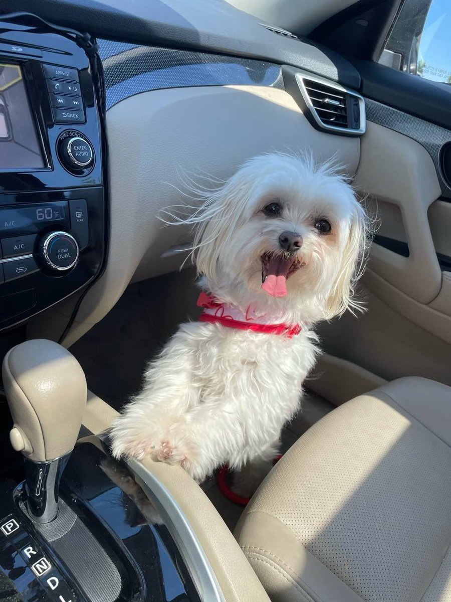 Dr Kate Adams tweet media