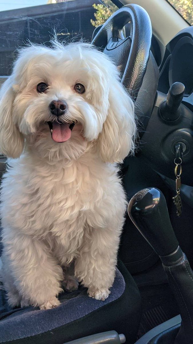 Dr Kate Adams tweet media