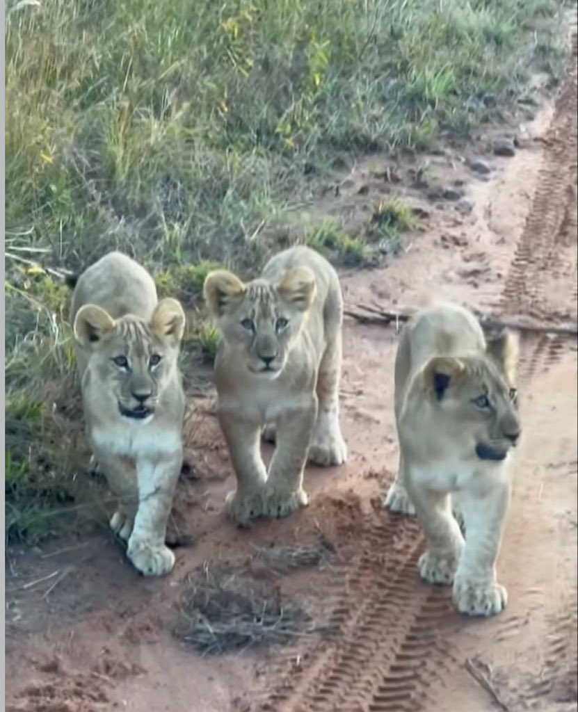 Dr Kate Adams tweet media