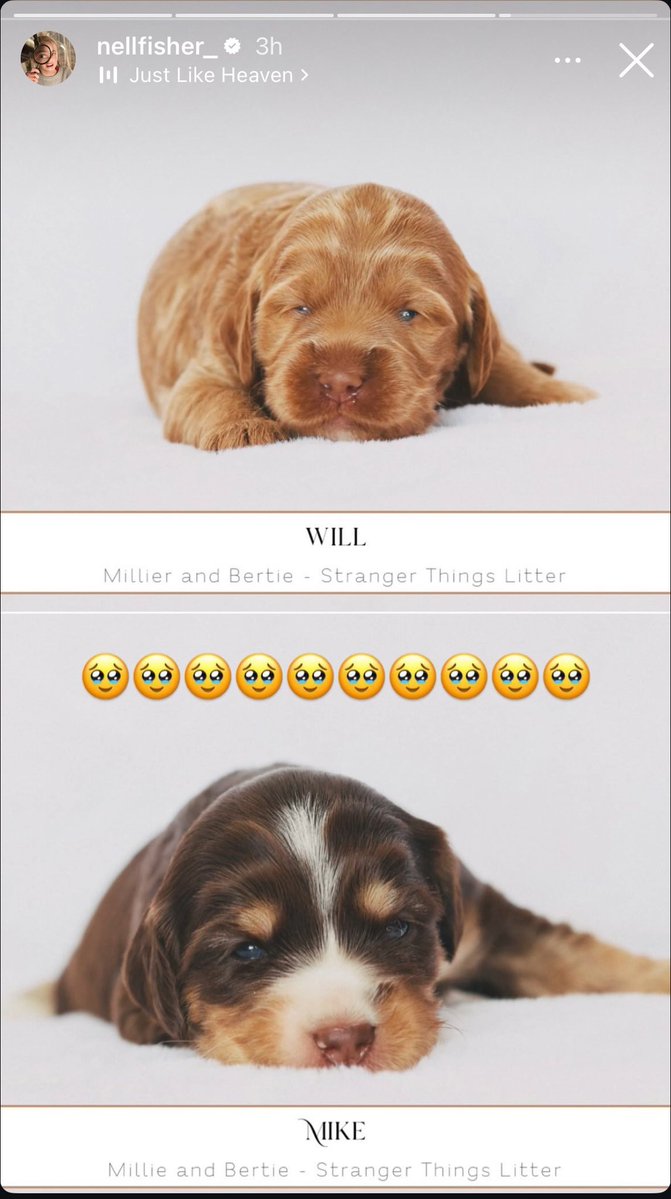 miwiseven's tweet image. i’m still on the just like heaven byler bus😭😭😭😭😭😭 i can’t do this