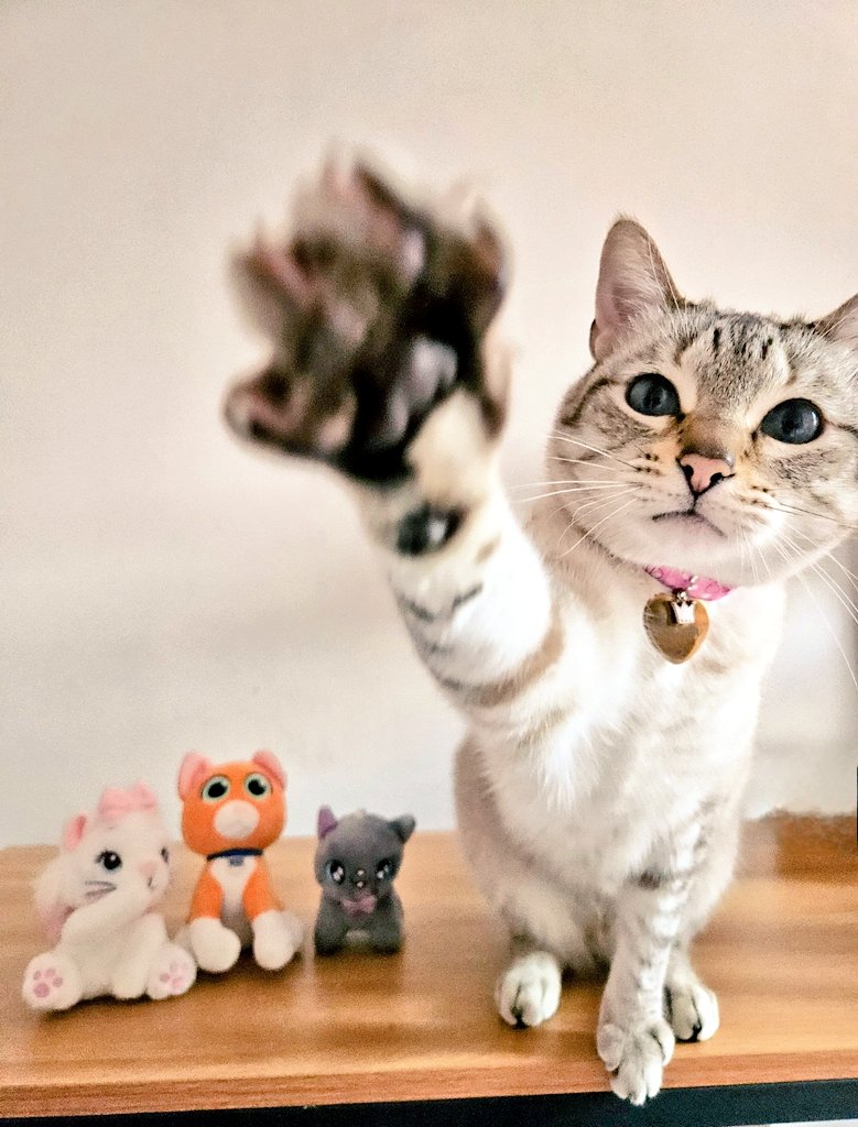 La_GrissArgueta's tweet image. ¡Felicítenme, hoy cumplo 4 años de ser lo mejor que le pudo pasar a Karen! 💚🎀😽🎂🥳👑 #Hellen