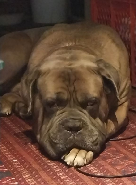 CartoonGerhard's tweet photo. 📷 Mein Hund Rocky wünscht euch jetzt schon eine gute Nacht.
----------------------------------------------------------------------------------
📷 Мой пес Рокки уже желает вам спокойной ночи. https://t.co/N41CRqtFqN