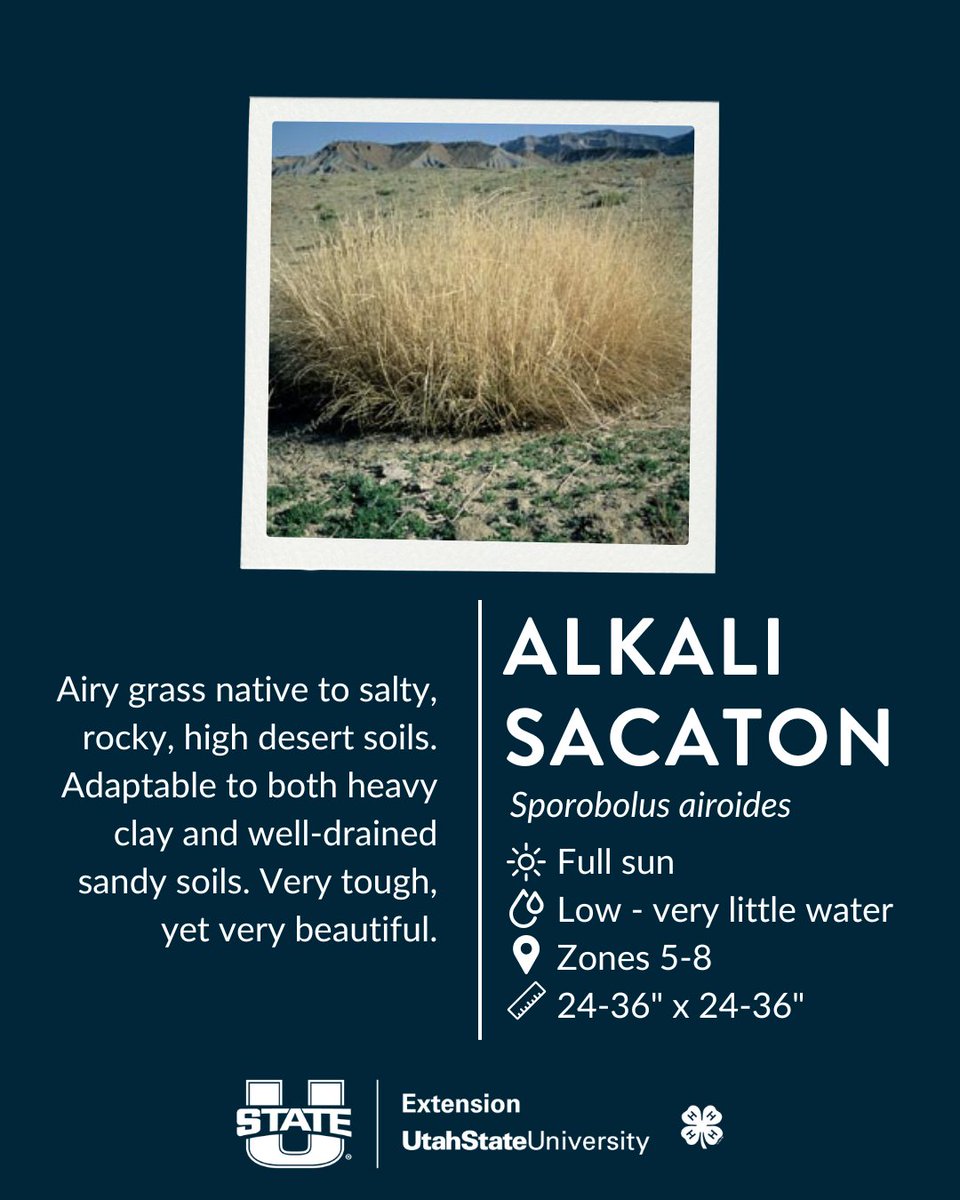 usuextension's tweet photo. Easy upgrade for your yard: ornamental grasses 🌾
Low water, low effort, big texture—and they look good all year long. https://t.co/NEvivPsAc8