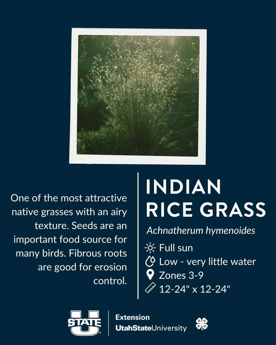 usuextension's tweet photo. Easy upgrade for your yard: ornamental grasses 🌾
Low water, low effort, big texture—and they look good all year long. https://t.co/NEvivPsAc8