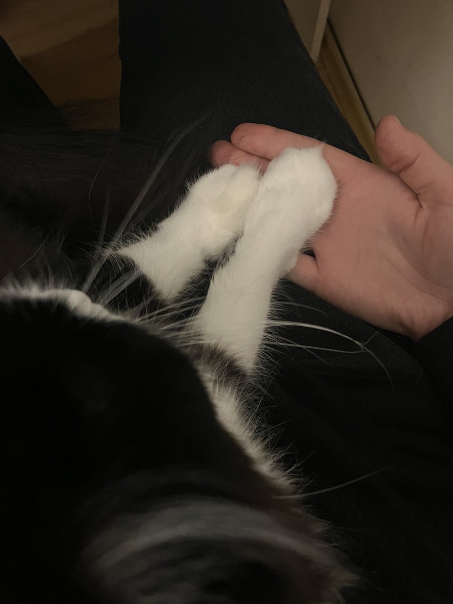 technomysh's tweet image. як щодо мого волосся+їхньої шерсті на всіх поверхнях?🫴✨