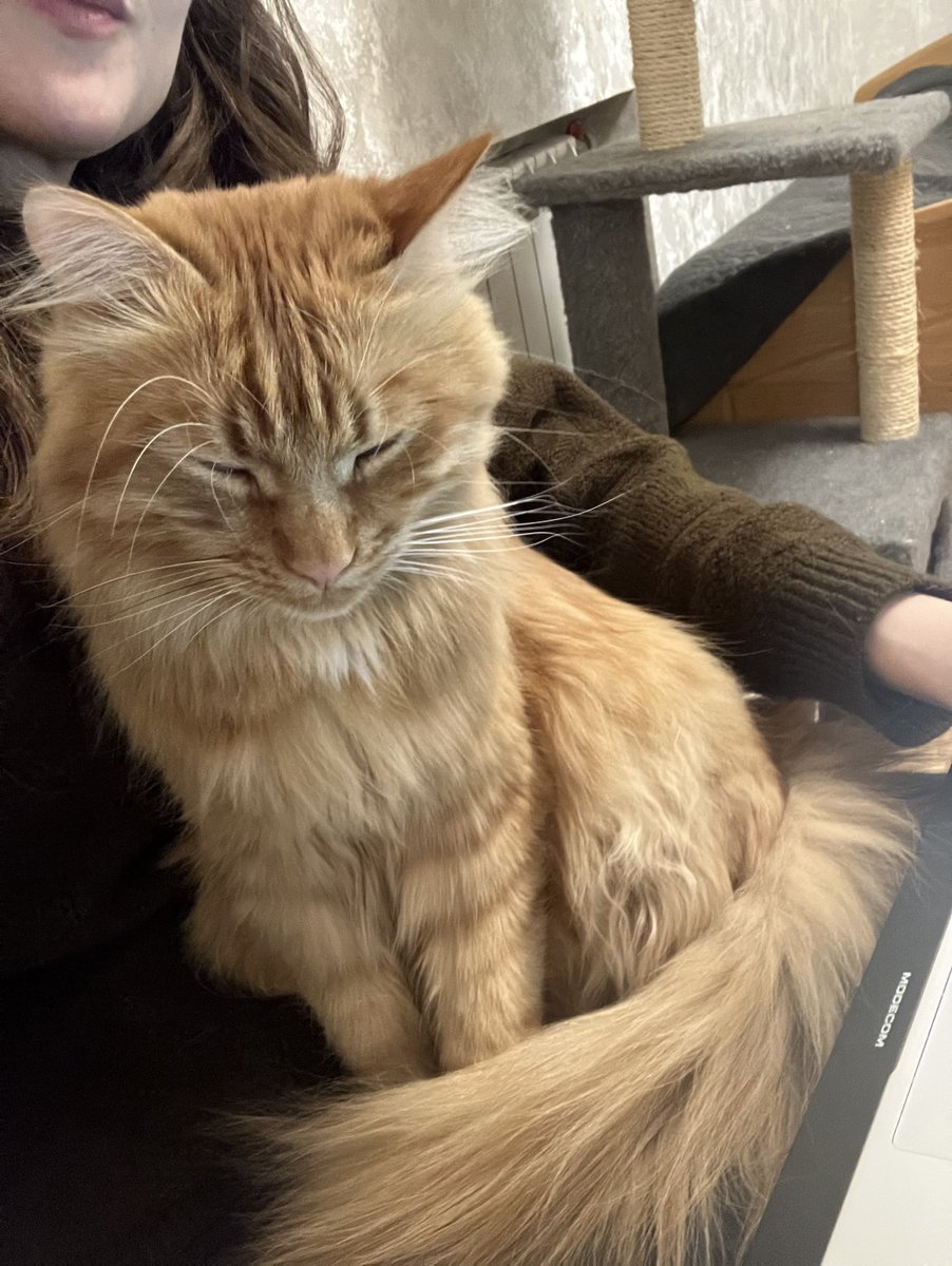 technomysh's tweet image. як щодо мого волосся+їхньої шерсті на всіх поверхнях?🫴✨