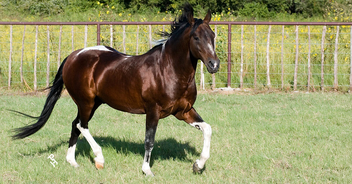 APHA Hall of Famer and legendary Paint cutting horse sire Color Me Smart  died peacefully on January 16, 2026, in Weatherford, Texas. He was 35 years old.

Read the official article 🔗 bit.ly/APHAColorMeSma…

#MarkedForGreatness | #APHA | #PaintHorse